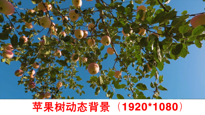 苹果树动态背景视频素材