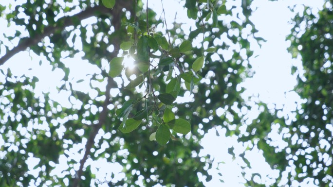 阳光透过树叶-唯美万能空镜头4k