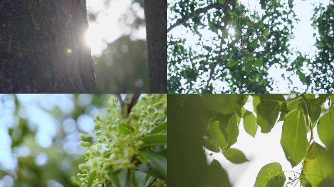 阳光透过树叶-唯美万能空镜头4k