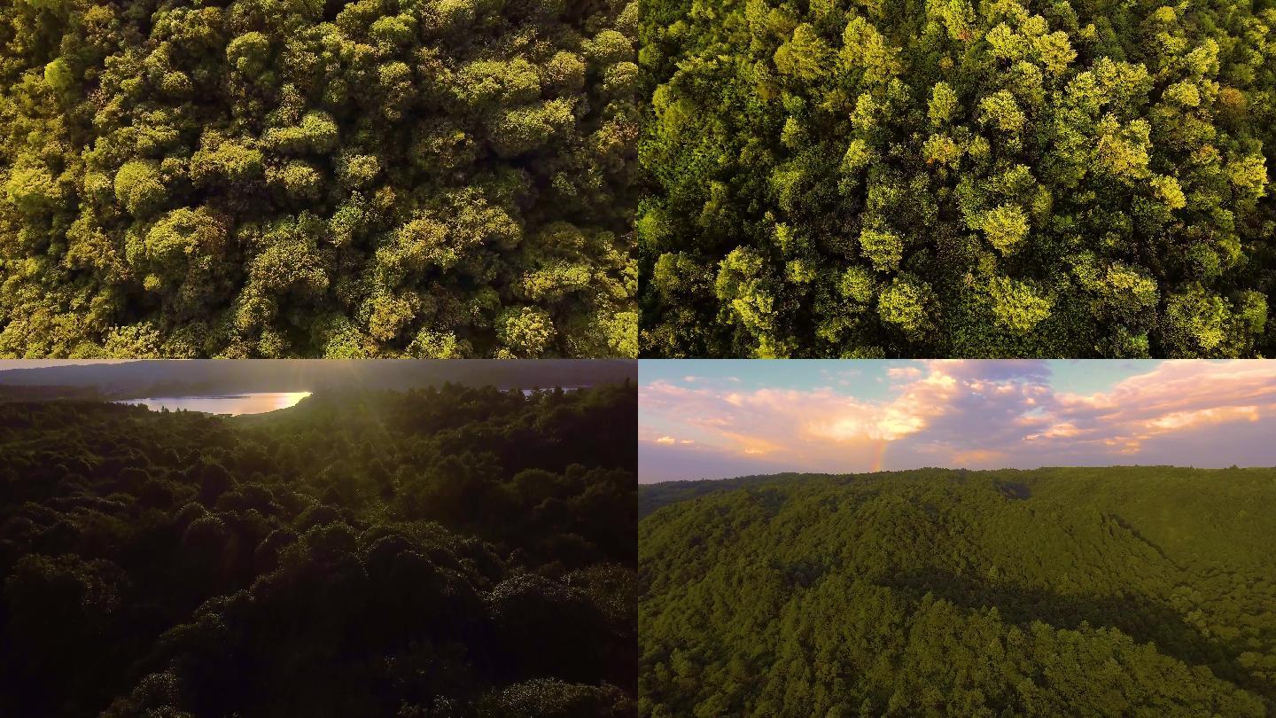 俯瞰森林航拍视频素材