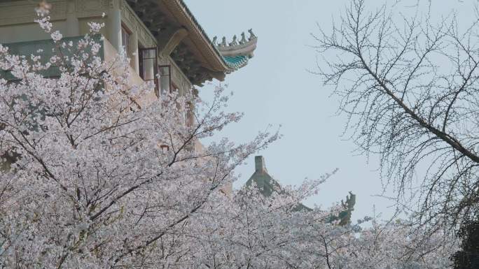 4k升格浪漫武汉大学樱花素材