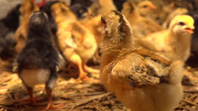 实拍农村养殖场鸡场各种鸡