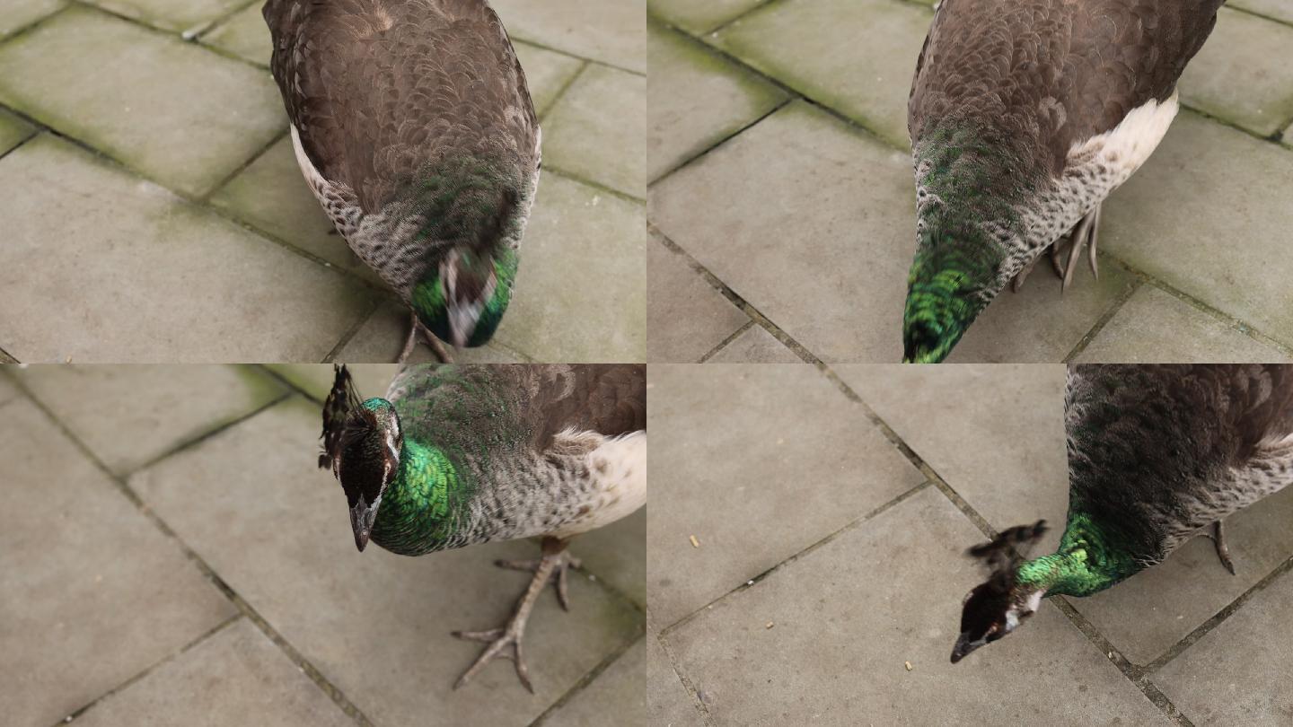 孔雀素材雄孔雀开屏雌孔雀动物园喂孔雀