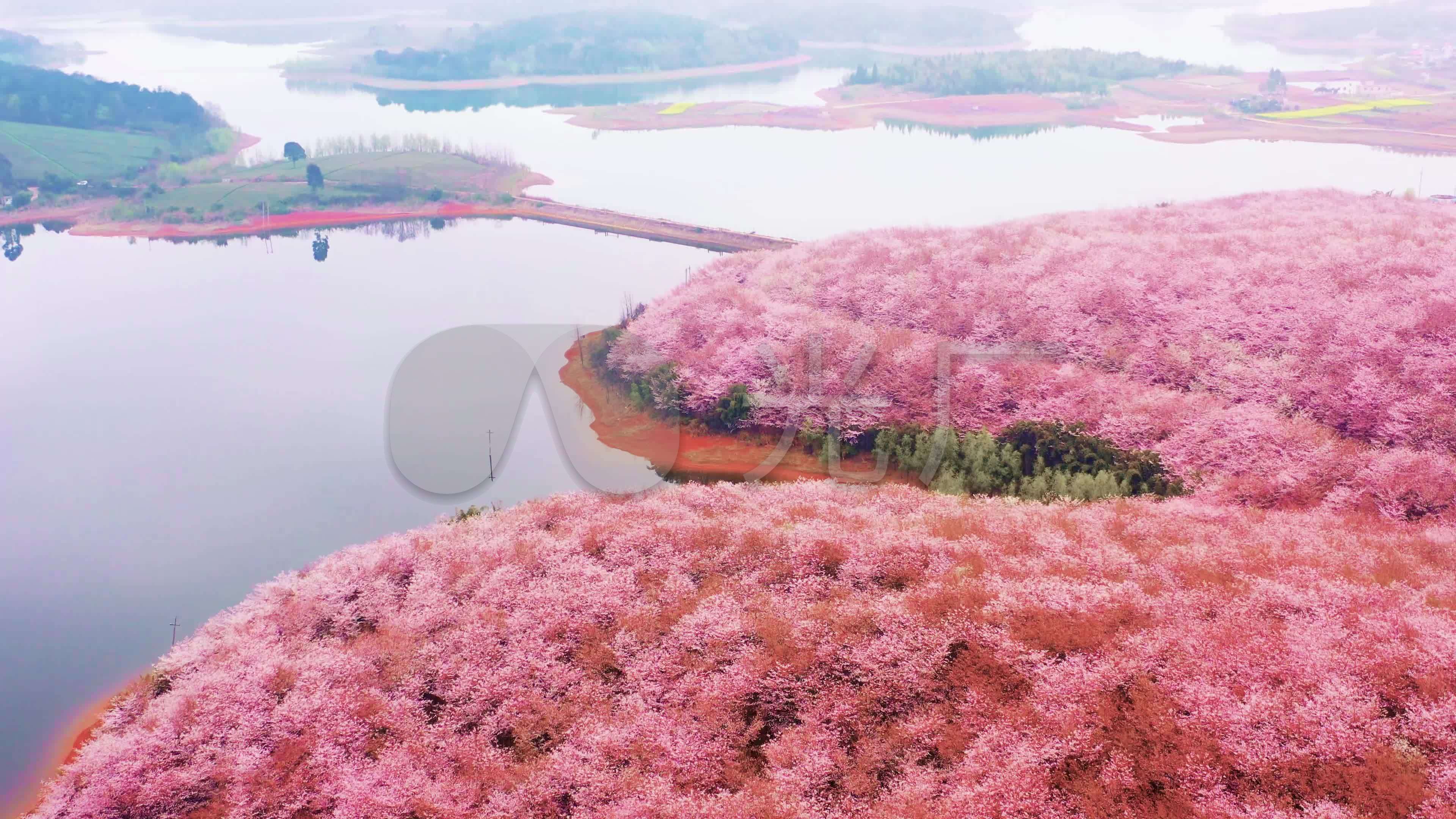 武汉东湖樱花园，此时樱花盛开，如梦似幻_沙鸥188_新浪博客
