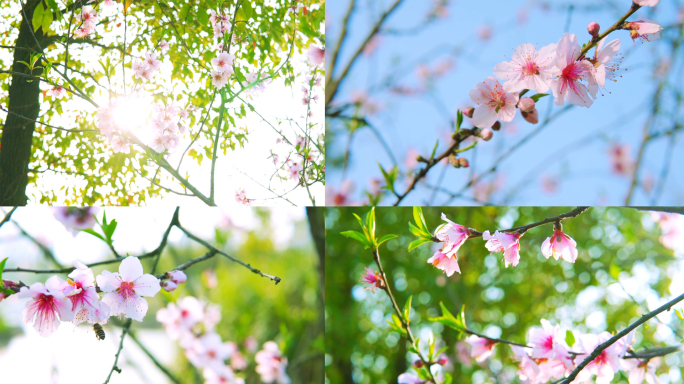 春色春天、盛开的花、春意盎然