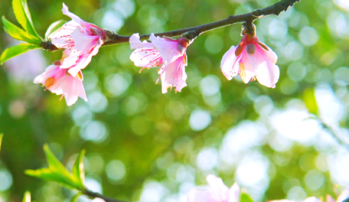 春色春天、盛开的花、春意盎然