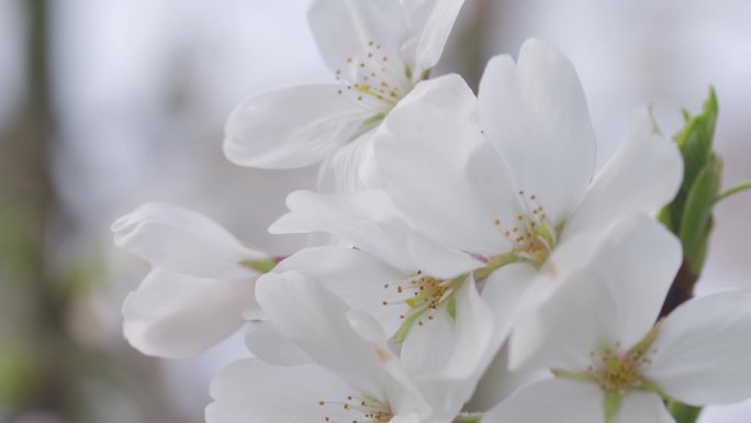 4k实拍白色樱花