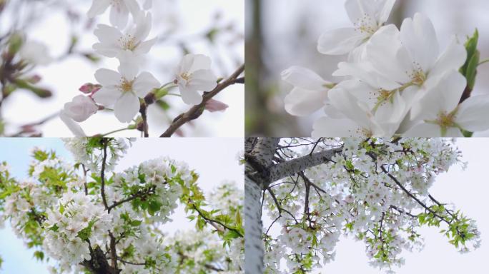 4k实拍白色樱花