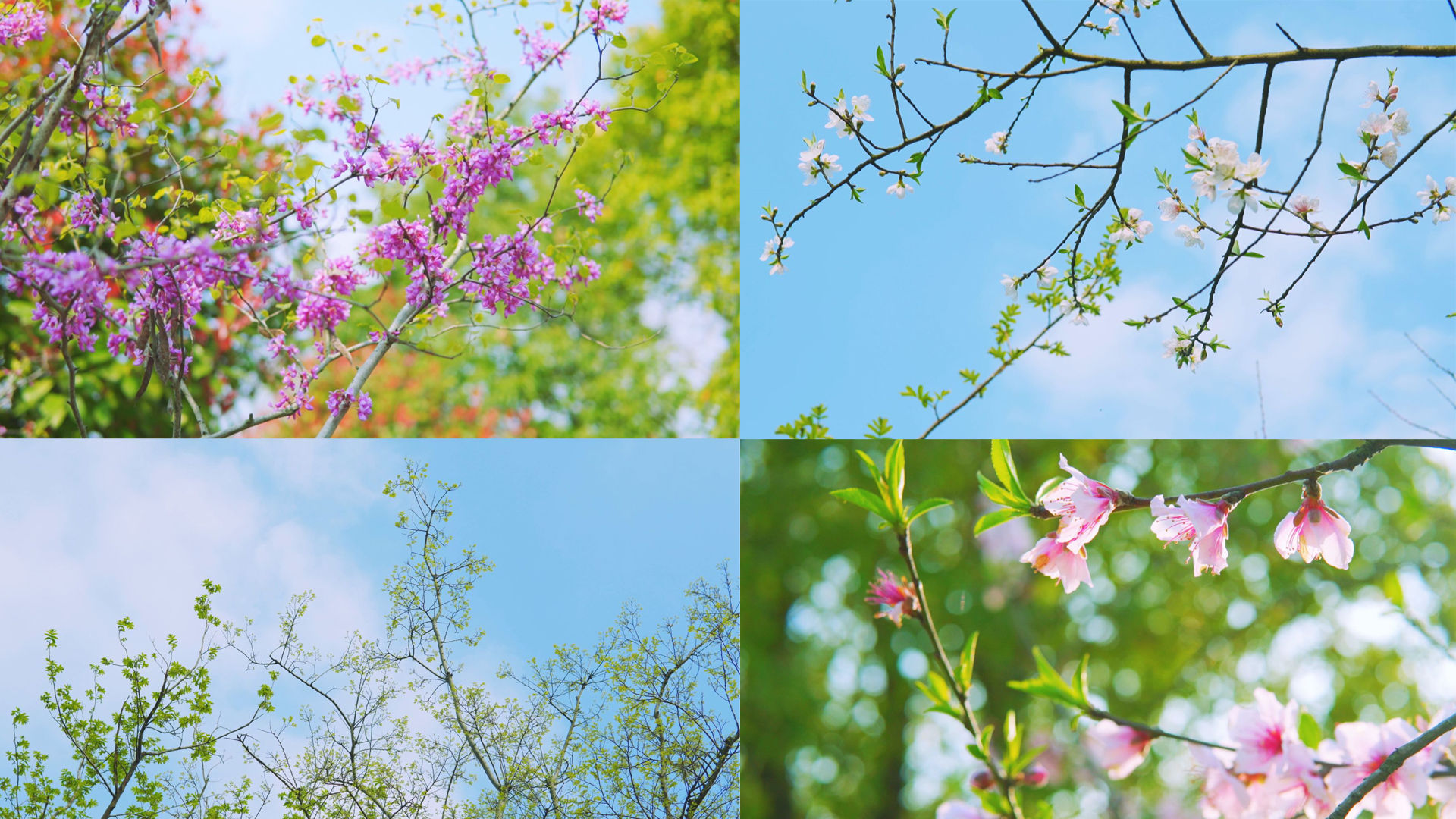 花瓣 盛开 春天的花朵52724_花卉写真_花卉类_图库壁纸_68Design