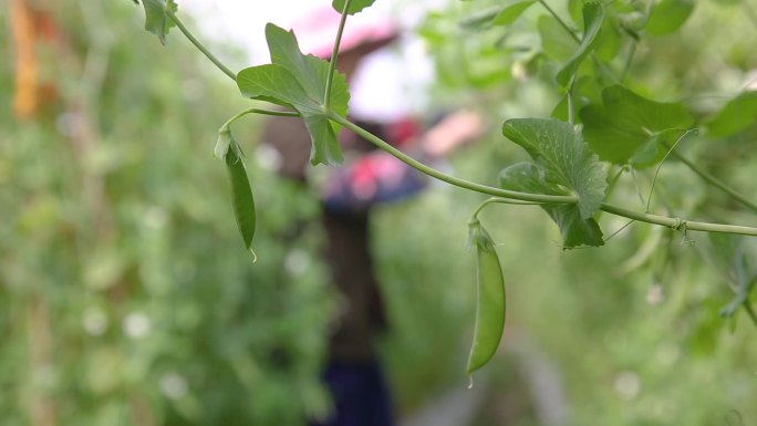 采摘荷兰豆