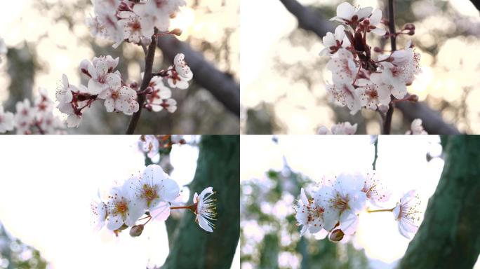 4K开花特写