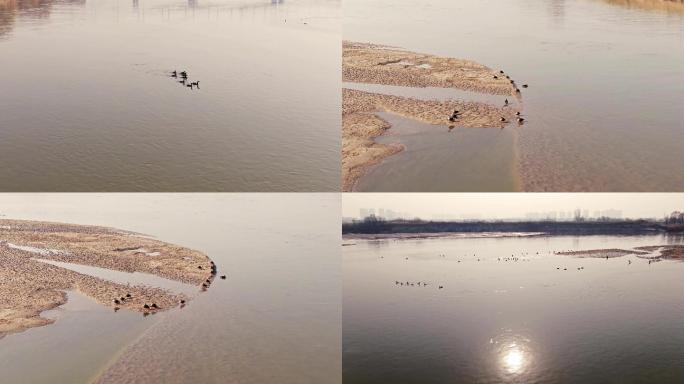 渭河湿地航拍