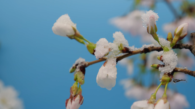 冰雪融化开花