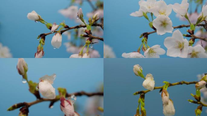 冰雪融化开花