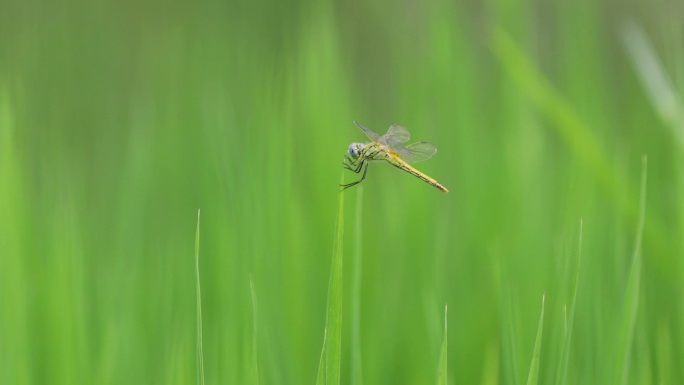 大自然蜻蜓慢动作