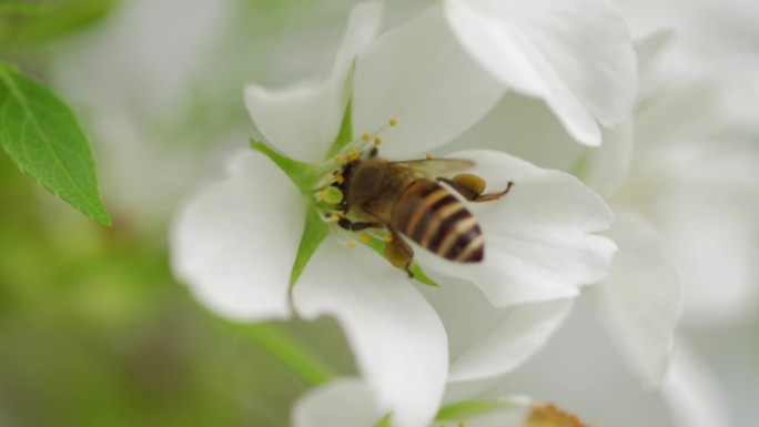 4k实拍樱花上采蜜的蜜蜂微距