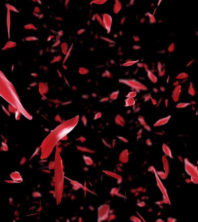 红玫瑰花瓣竖版视频素材【通道】