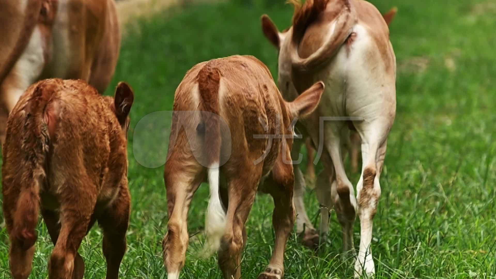 草地放养黄牛摄影图高清摄影大图-千库网