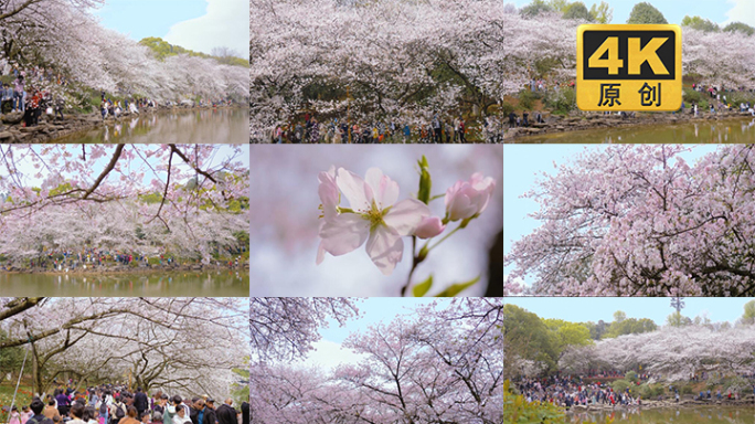春天樱花盛开踏青 湖南省植物园