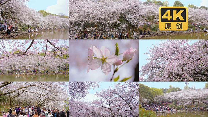 春天樱花盛开踏青 湖南省植物园