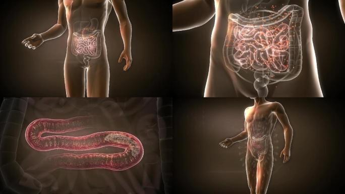 肠道的功能是为人体吸收养分代谢肠道废物