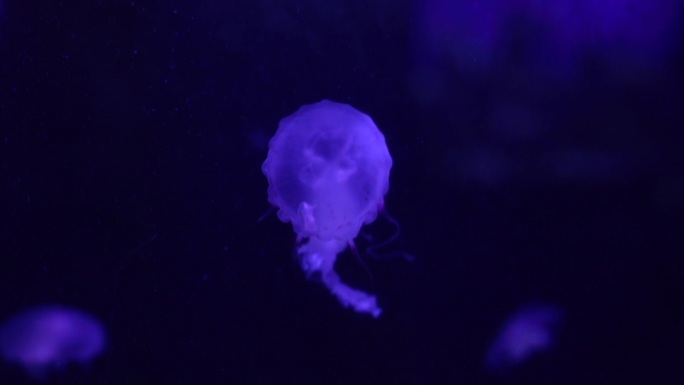 海底自由休闲游动的水母