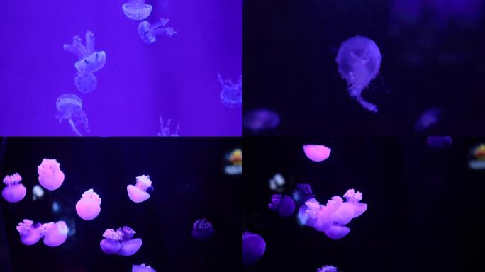海底自由休闲游动的水母