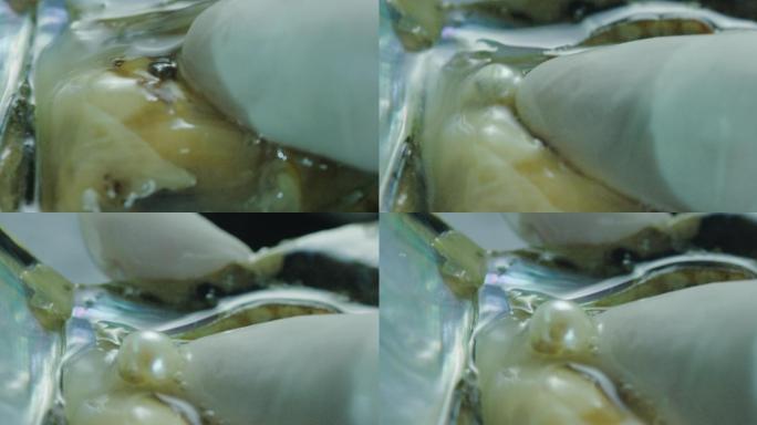 【4k】贝壳内部的淡水珍珠