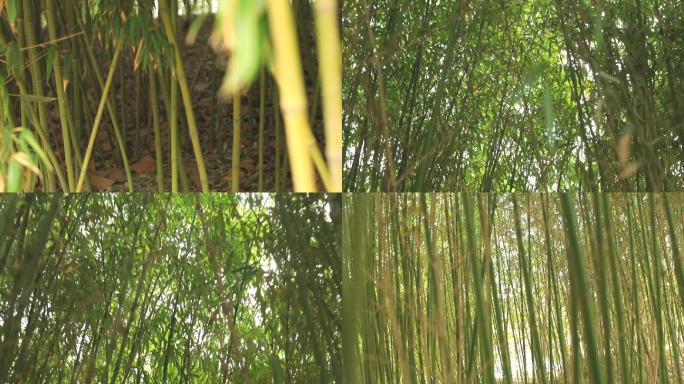 刚竹竹林竹子植物园