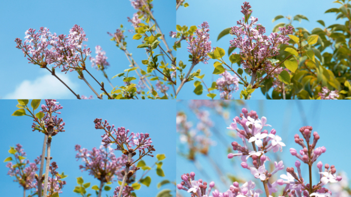 丁香_丁香花