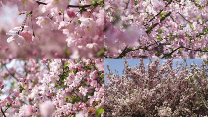 4K信阳百花园春季海棠花自然风光