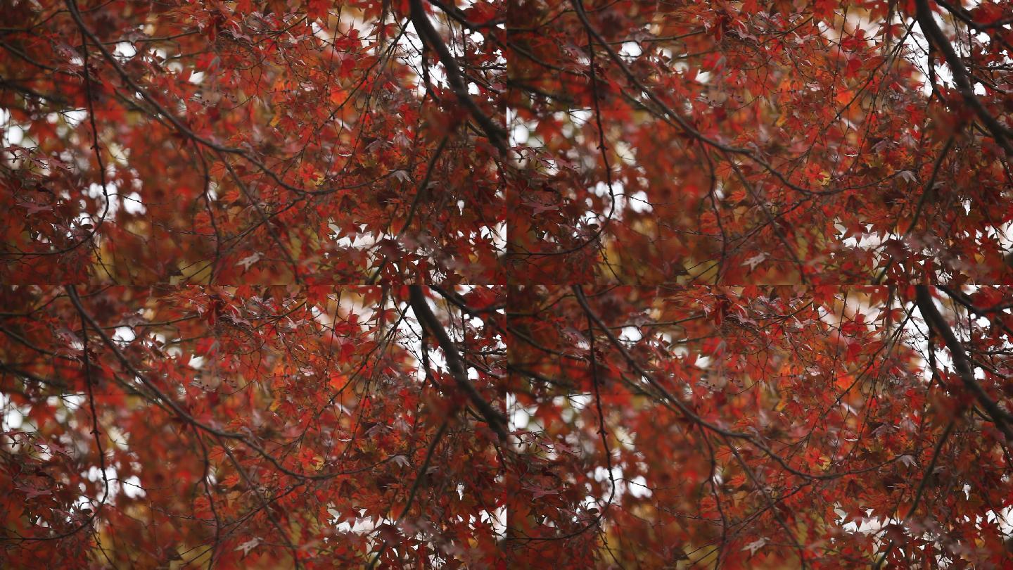 秋天的枫叶拍摄