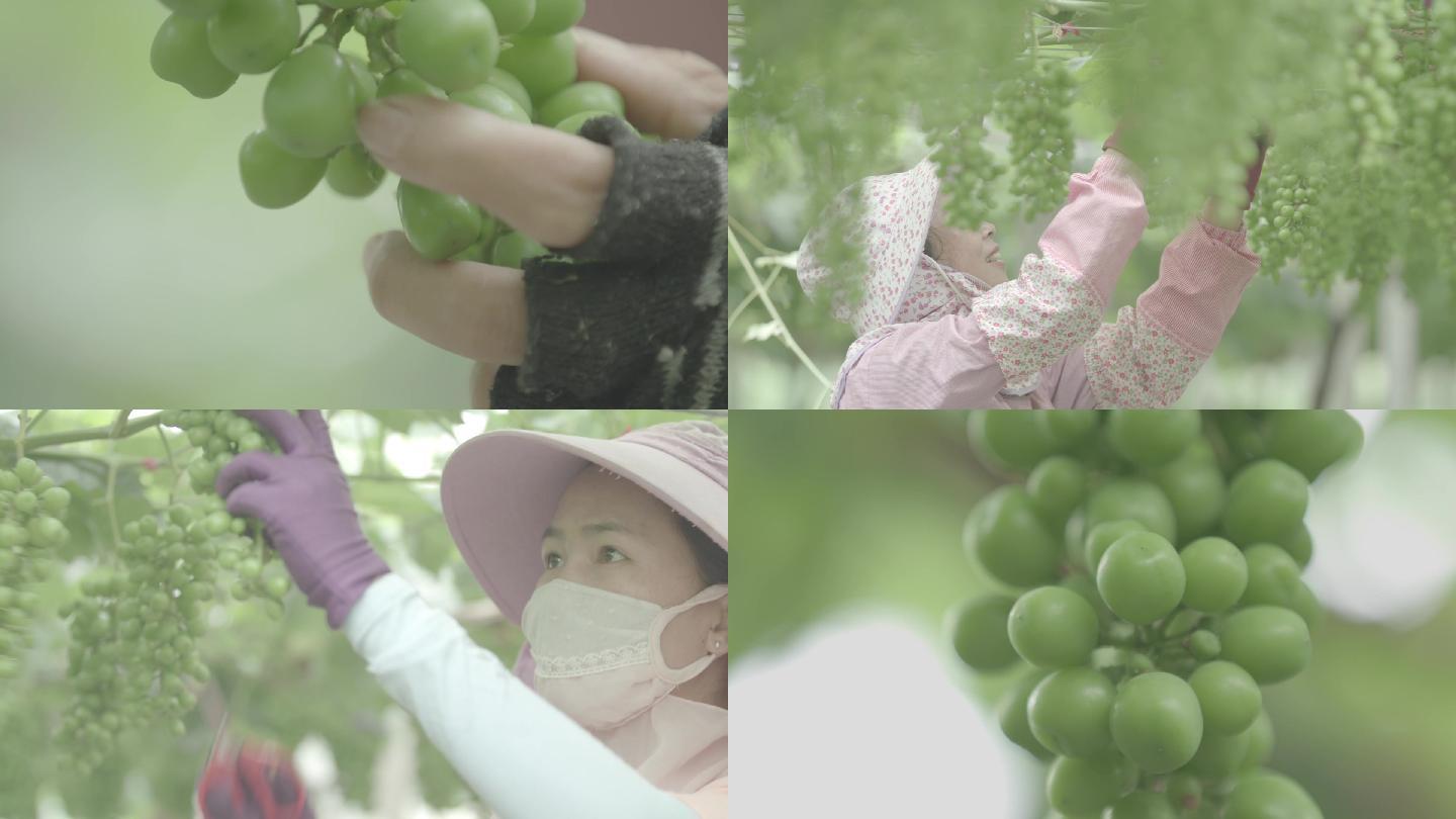 剪葡萄水果农业实拍宣传片