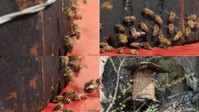 4k野蜜蜂特写和蜂箱