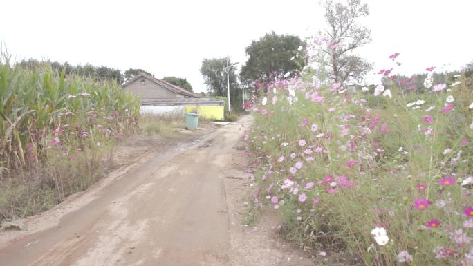 北方新农村农村小院路边野花格桑花