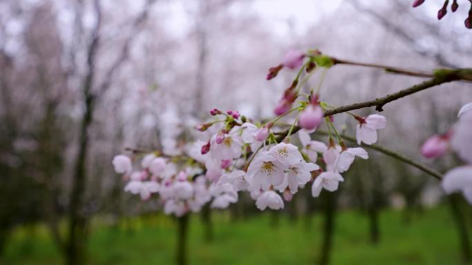 2021年贵州贵阳贵安新区平坝樱花盛开