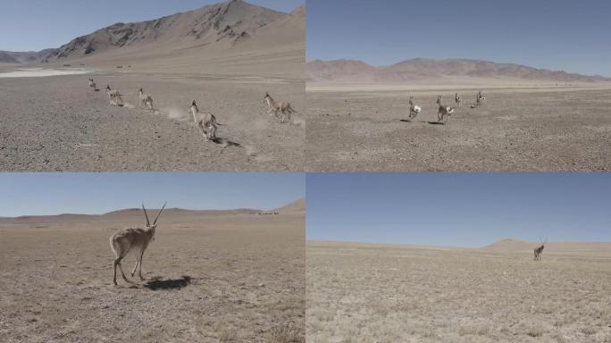 西藏阿里野生动物藏羚羊藏原羚野驴