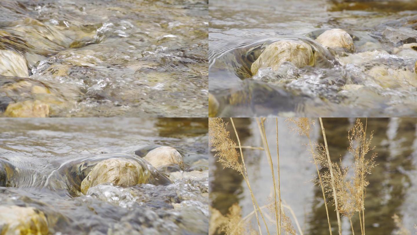 芦苇溪水慢镜头