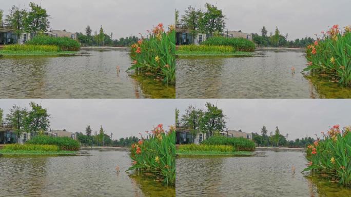 湖边的鲜花和建筑