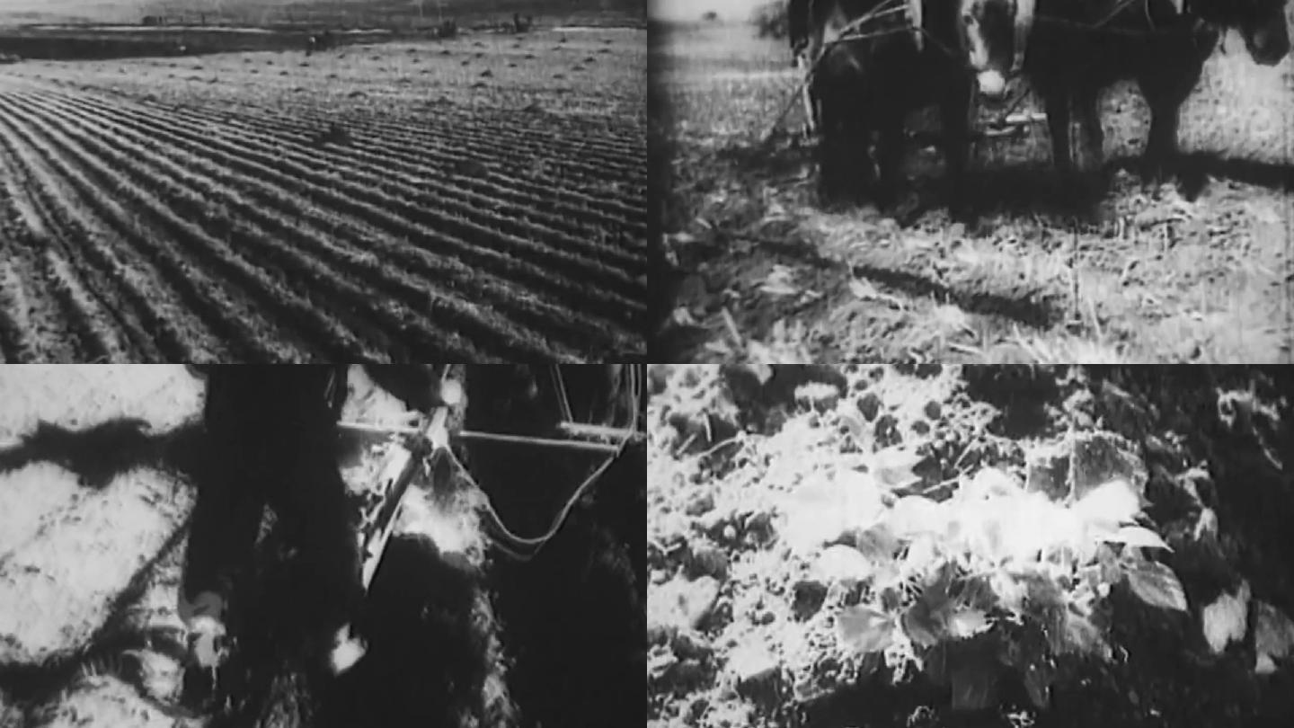 50年代东北黑土地、大豆高粱农场