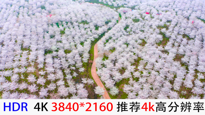 4k航拍贵州安顺黄蜡白色樱花园素材视频