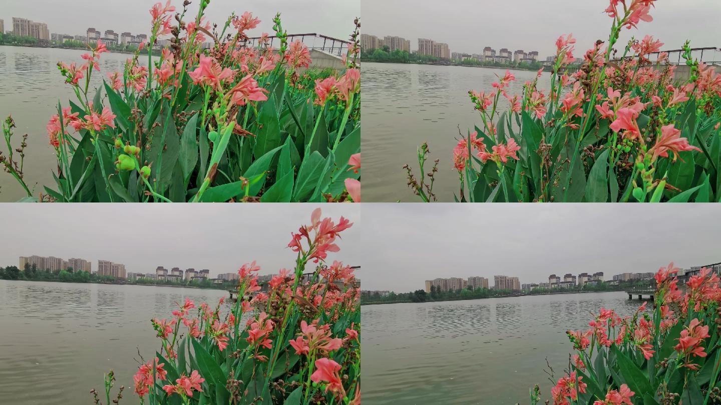 湖边绚丽的花朵