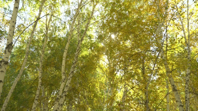 C0100阳光下的白桦林