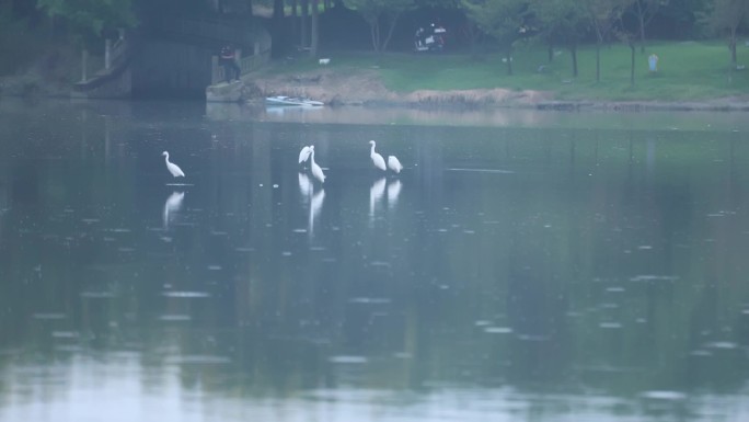 湖面上的白鹤