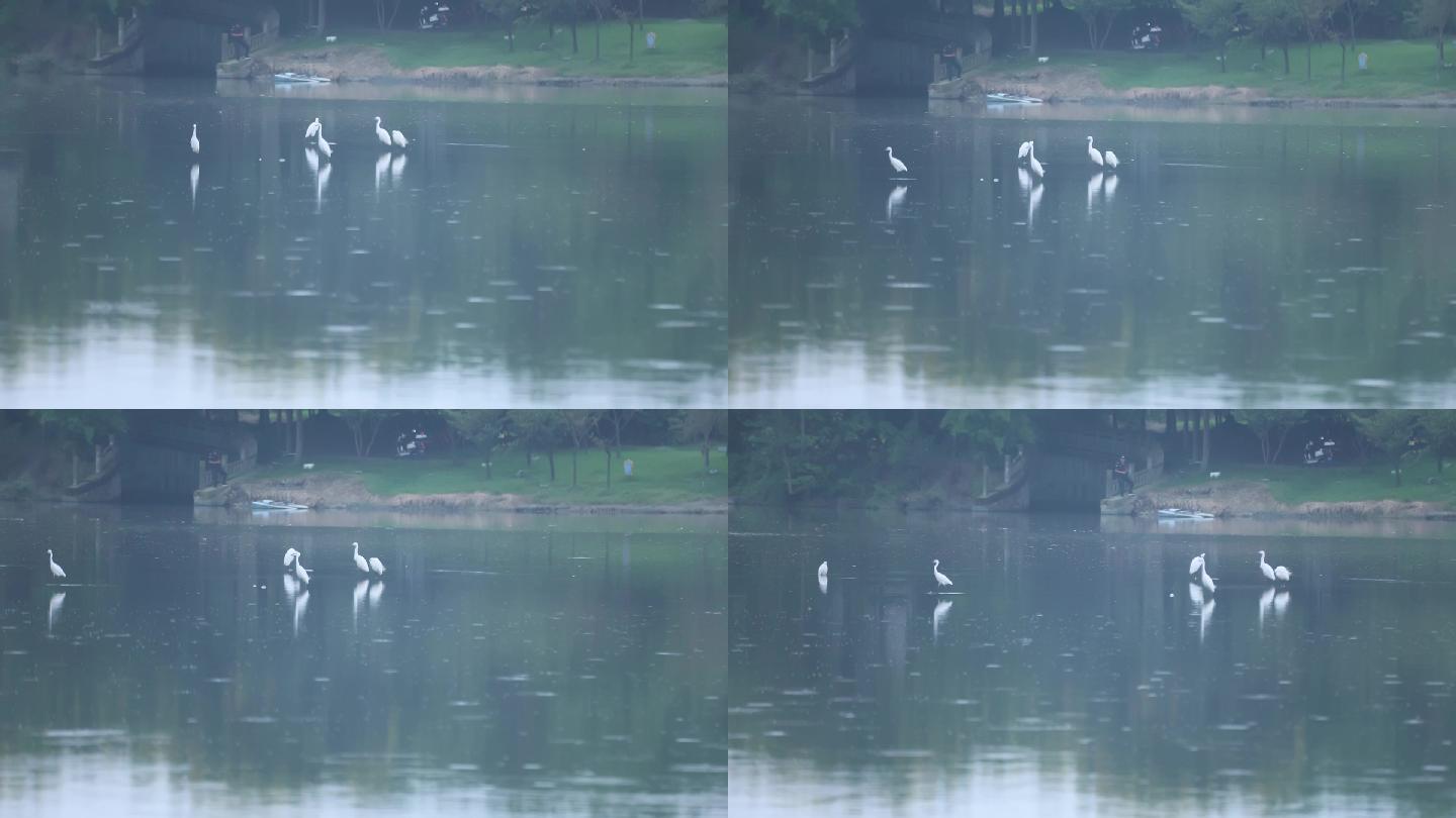 湖面上的白鹤