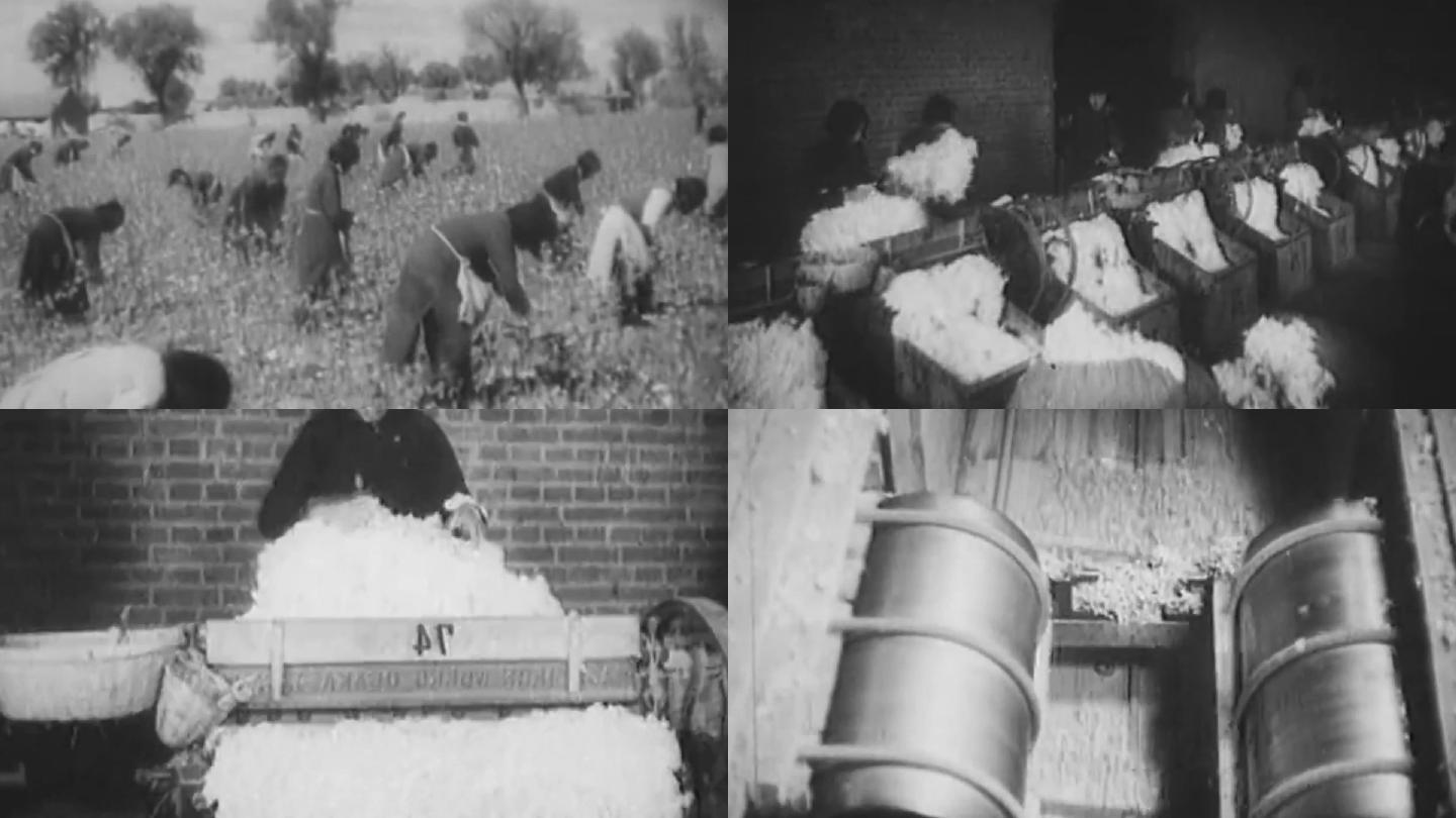 建国初50-60年代棉花产业