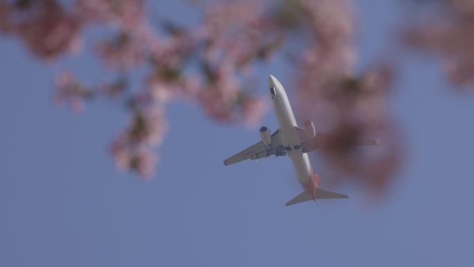 原创4K飞机起飞海棠花素材