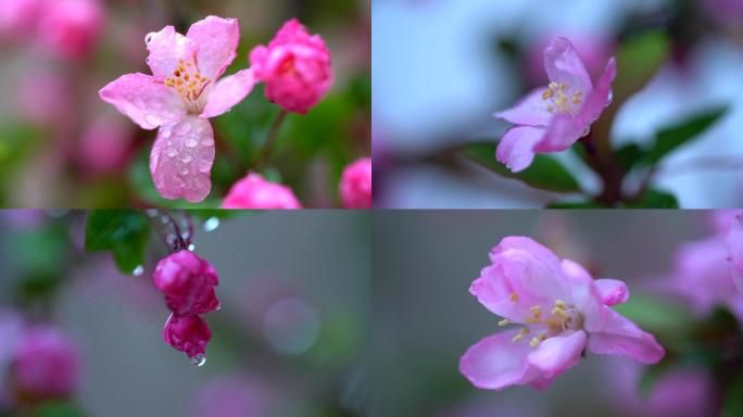 海棠花