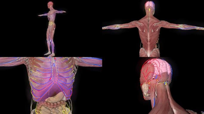 三维透明通道中医学男人解刨人体结构
