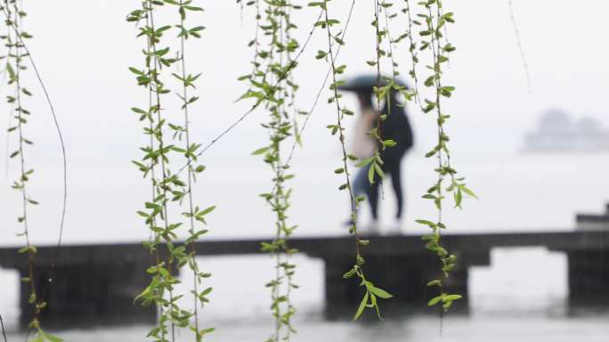 西湖三月雨天柳树空镜